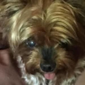 Meet your Posher, Susan